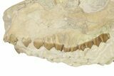 Partial Oreodont (Merycoidodon) Upper Skull - South Dakota #342182-5